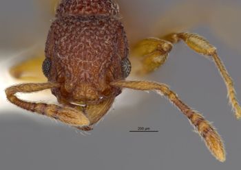 Media type: image;   Entomology 32301 Aspect: head frontal view